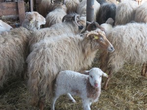 ferme-d-en-fas-fromage-brebis-lanteuil-correze