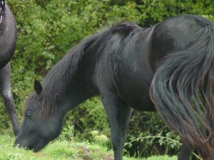 ferme-de-brossard-gite-correze-lanteuil